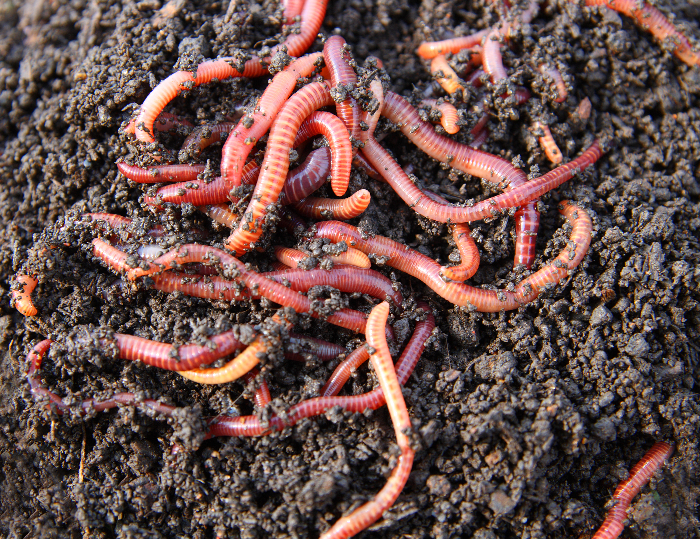 Soil Testing Worm Castings with microBIOMETER®