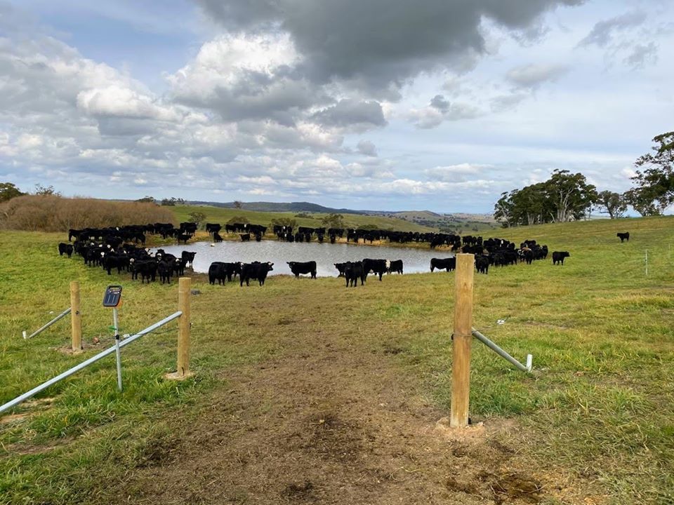 microBIOMETER® shows the positive results of holistic cattle grazing on soil health