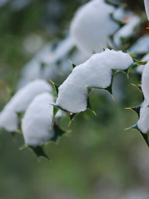 Canva - Green Leaves With Snow in Closup Photography