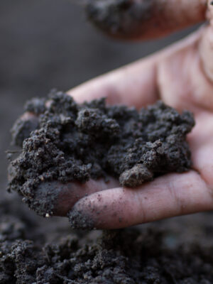 Expert hand exam a soil health before growing or sowing a seeds of vegetable,  Gardening technical, Agriculture concept.