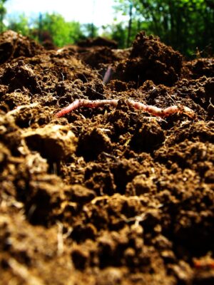 soil fertility