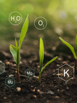 Fertilization and the role of nutrients in plant life.
