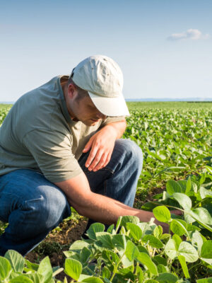 Young farmer in soybean fields
