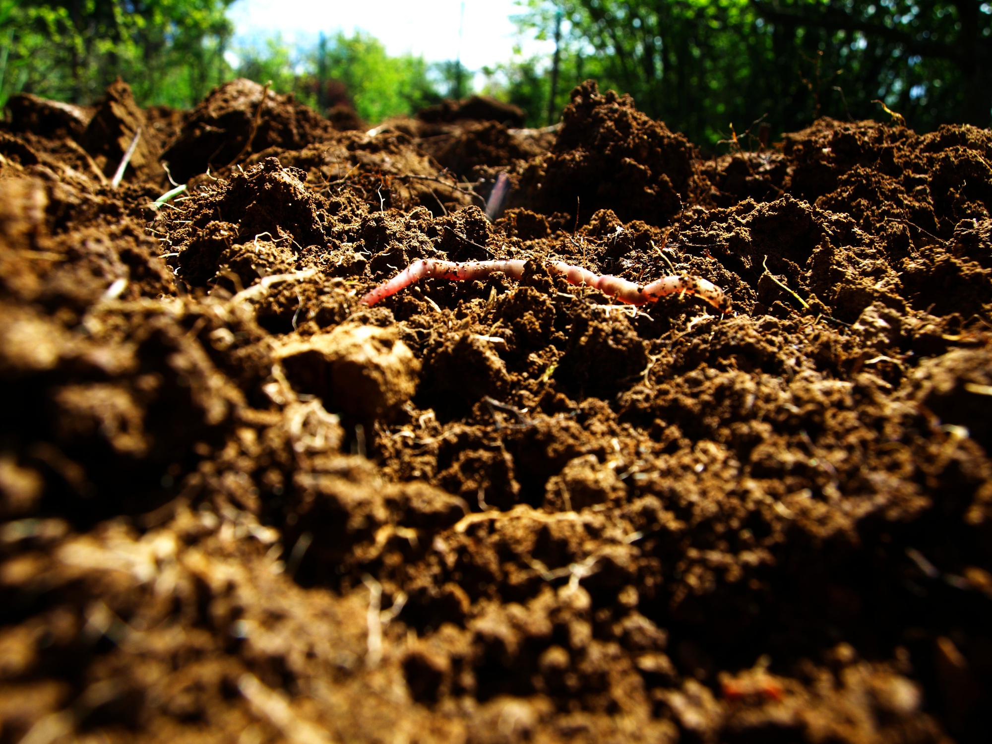 Useful worm comes up from the fresh earth