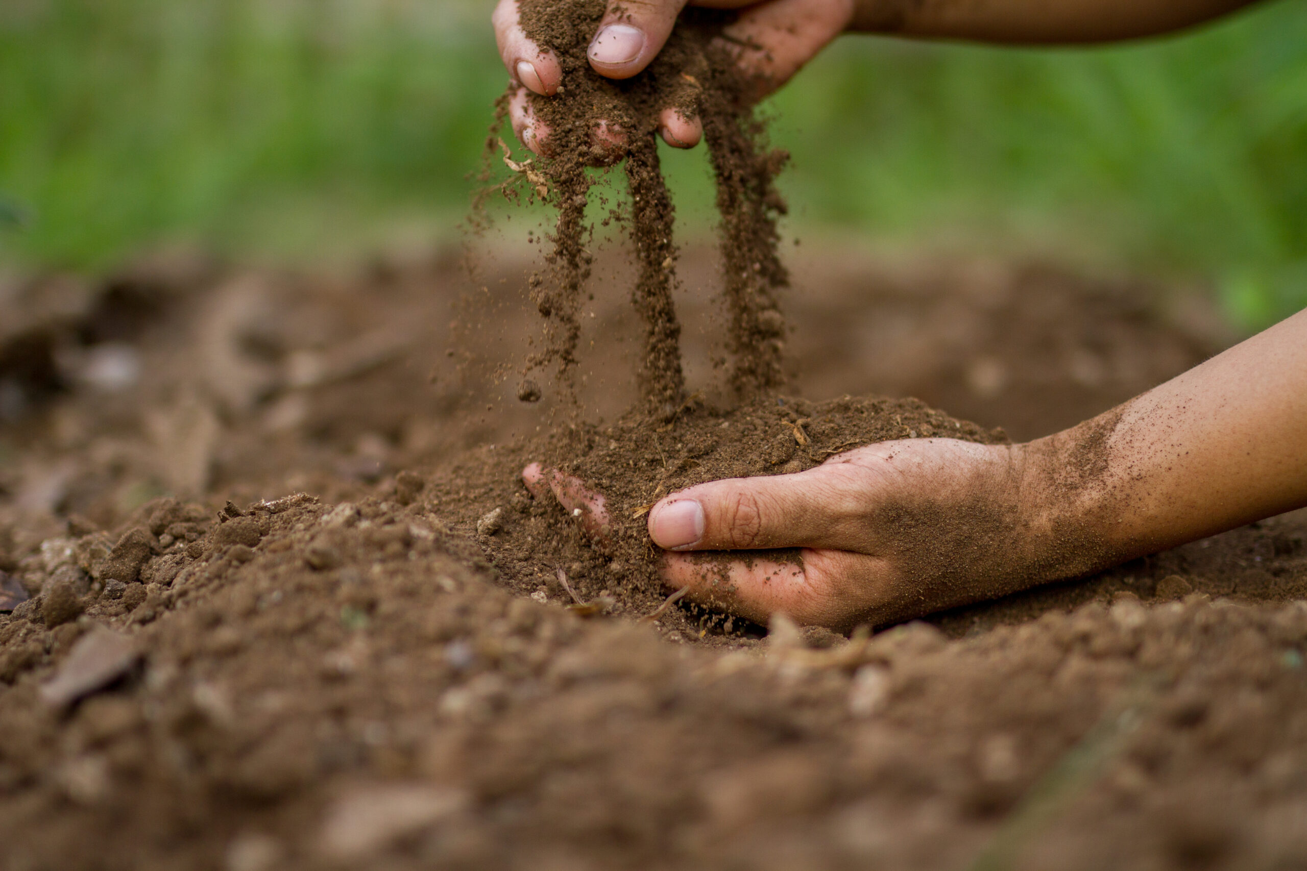 Hand pouring soil checking quality for sow or grow a seedling of vegetable.
