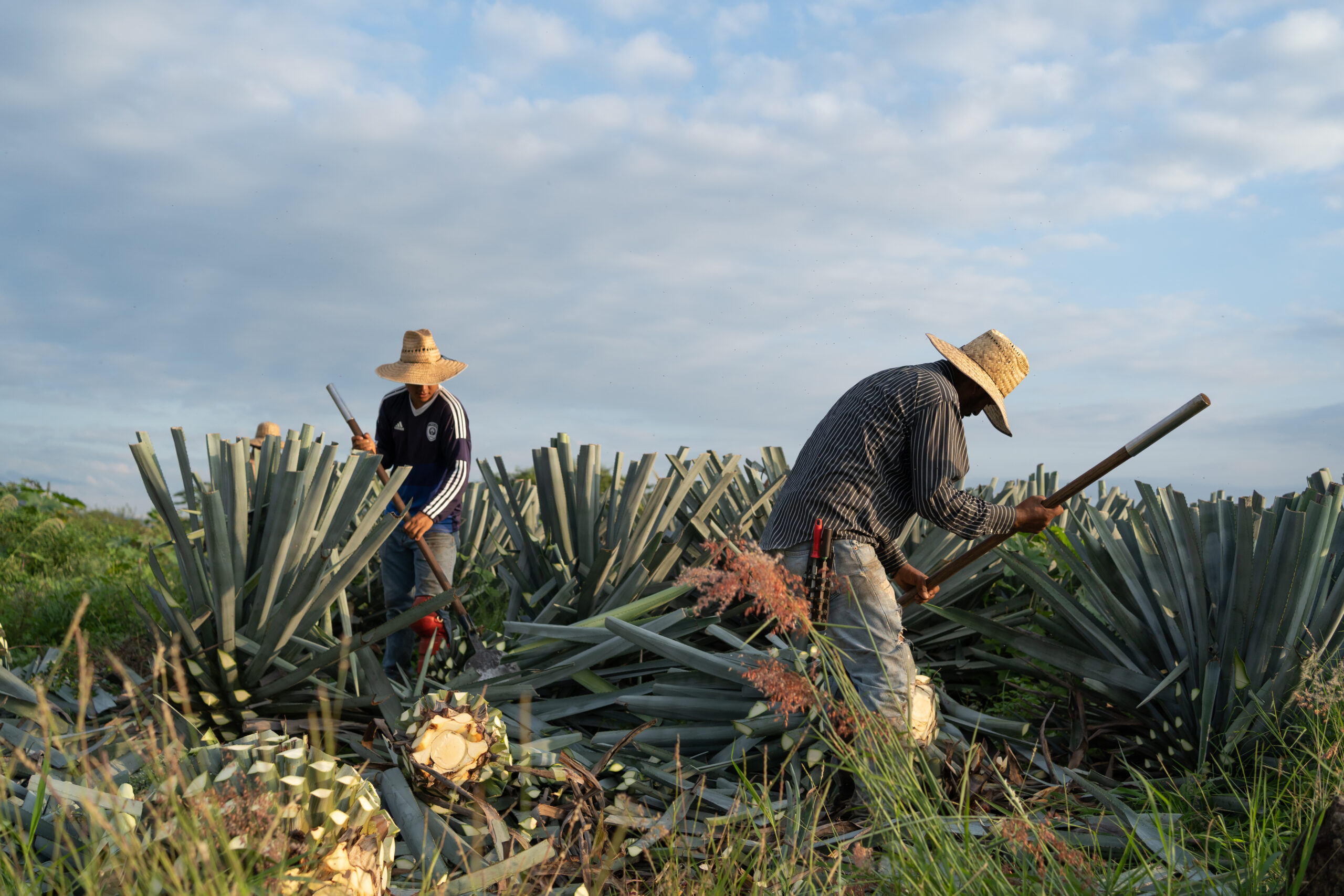 Tequila Jalisco, Mexico - August 15, 2020: Two farmers are cutting the agave stalks in the field.