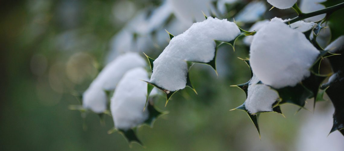 Canva - Green Leaves With Snow in Closup Photography