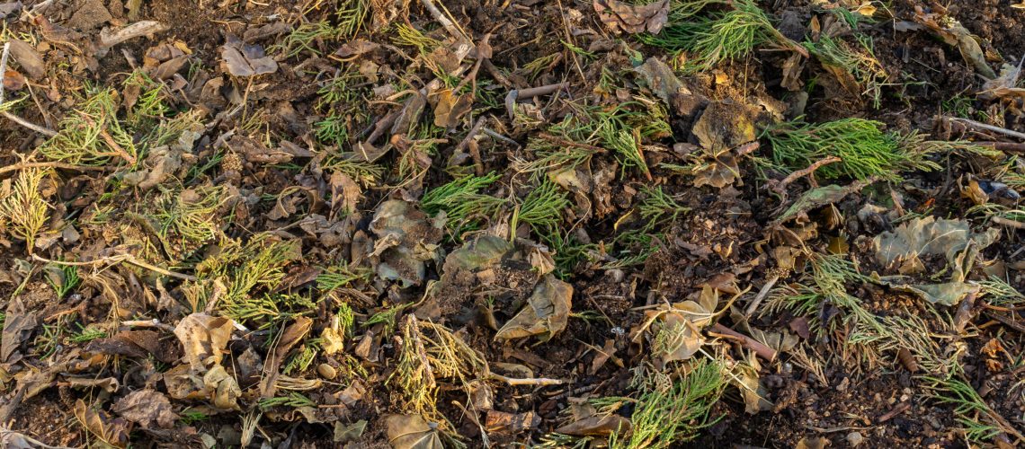 Compost pile with brown leaves and green juniper needles