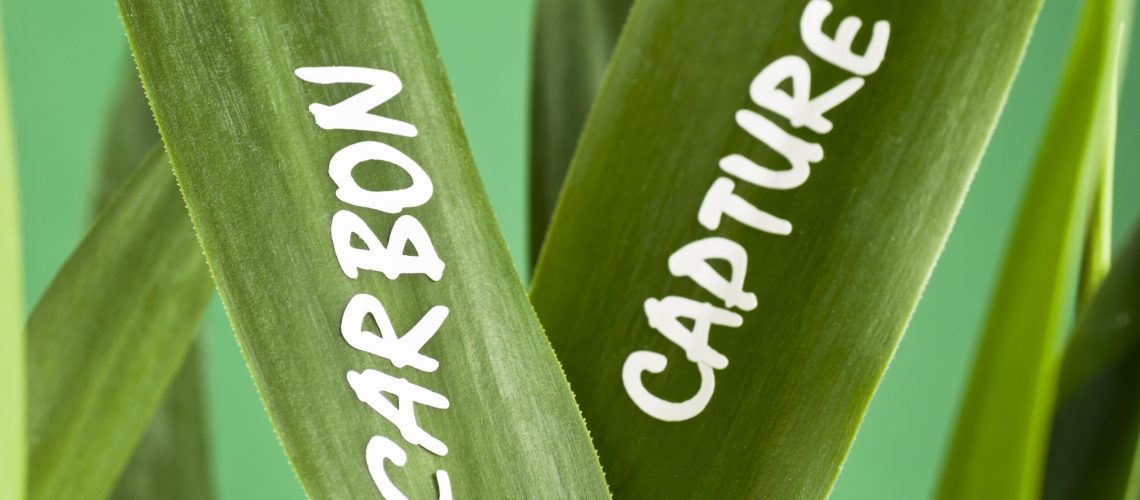 Concept image showing the words CARBON CAPTURE on a green leaves (which in fact capture carbon dioxide). Carbon capture refers to capturing carbon dioxide (CO2) from large burner installations like fossil fuel power plants. The CO2 is subsequently stored in order to prevent it from entering the atmosphere and therefore avoiding its contribution to the greenhouse effect.