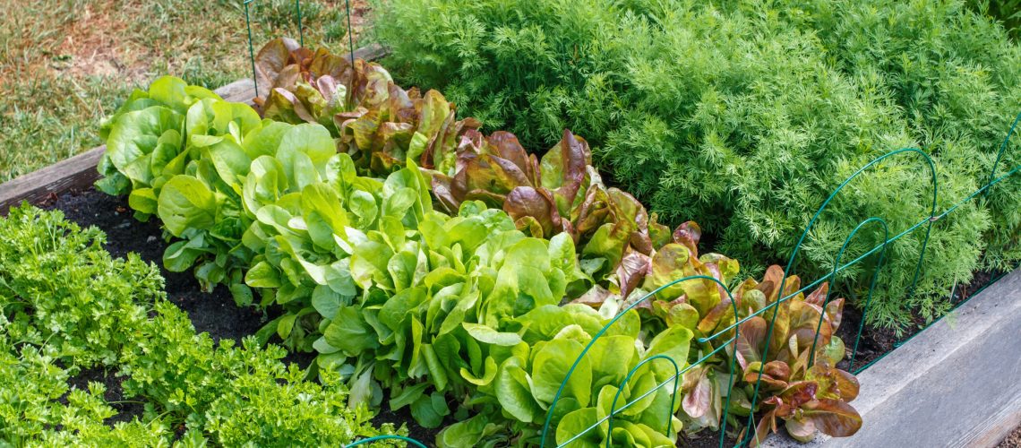 Rows of green vegetables grow an urban community garden